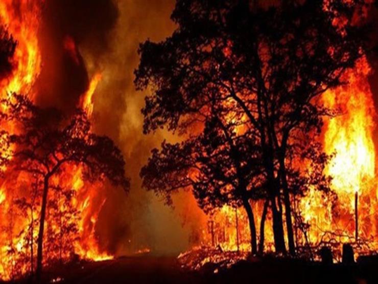 Los Tribunales de Cuentas de Portugal y España recomiendan a sus gobiernos más medios para frenar la desertificación y los incendios en la Península Ibérica